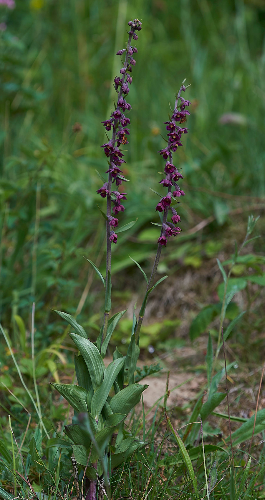 BishopMiddlehamQuarryDarkRedHelleborine120718-5