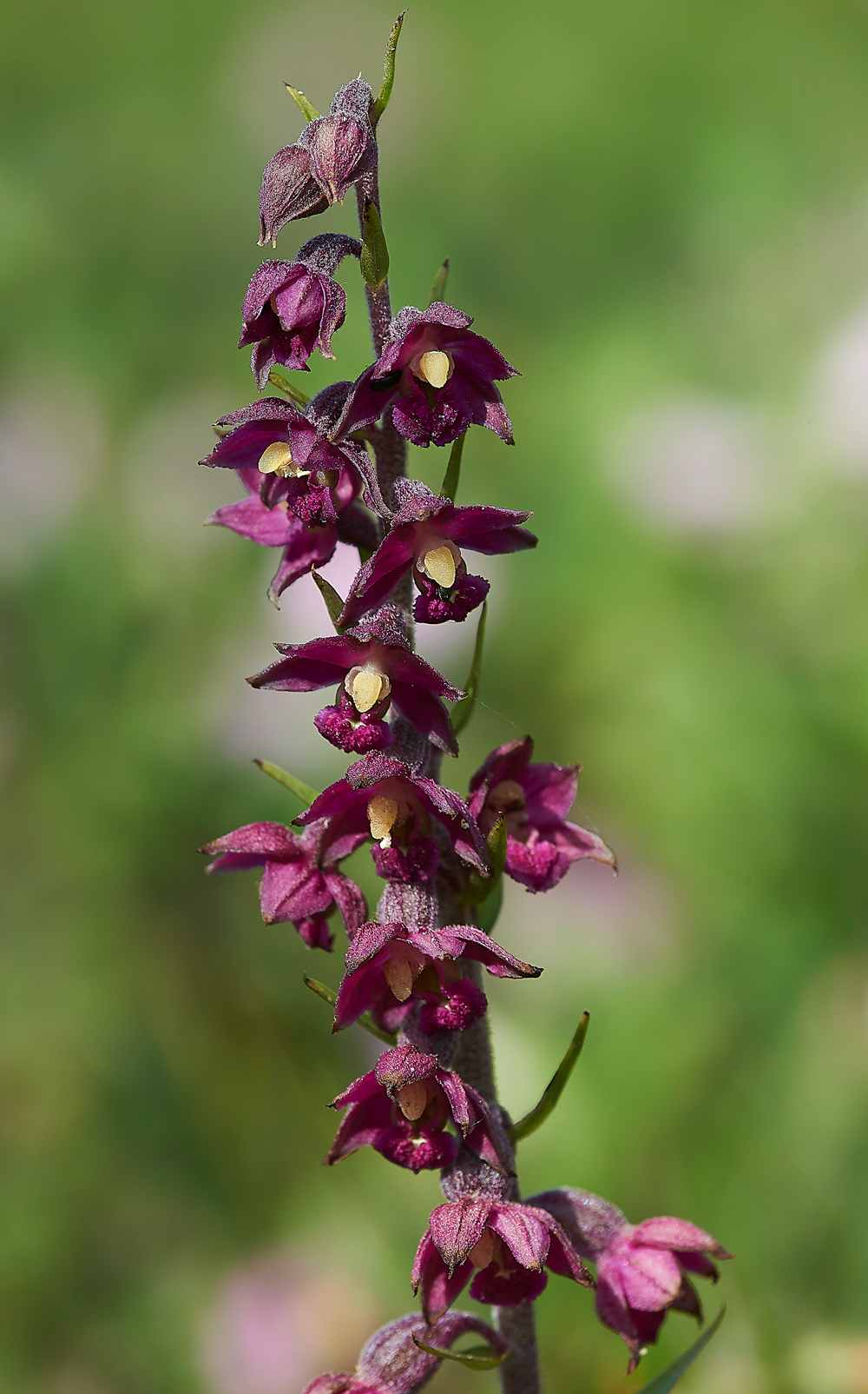 BishopMiddlehamQuarryDarkRedHelleborine120718-6