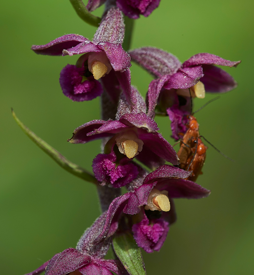 BishopMiddlehamQuarryDarkRedHelleborine120718-7