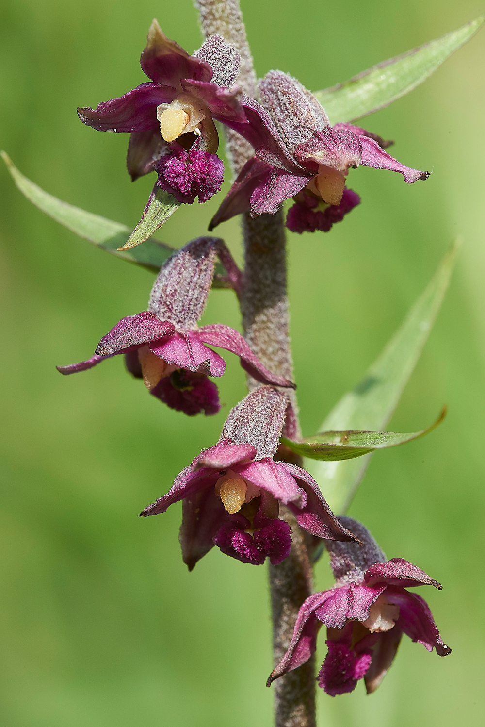 BishopMiddlehamQuarryDarkRedHelleborine120718-8