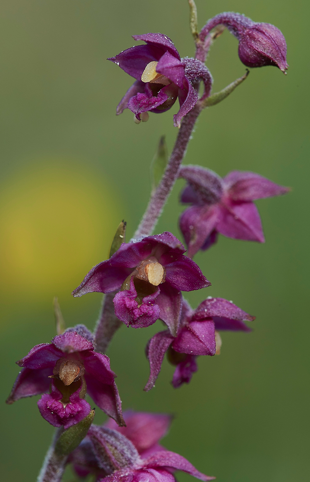 BishopMiddlehamQuarryDarkRedHelleborine120718-9