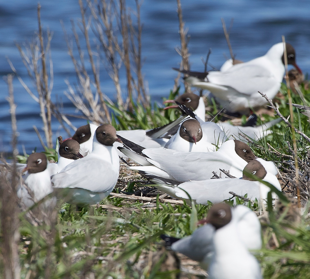 BlackHeadedGull190518-1