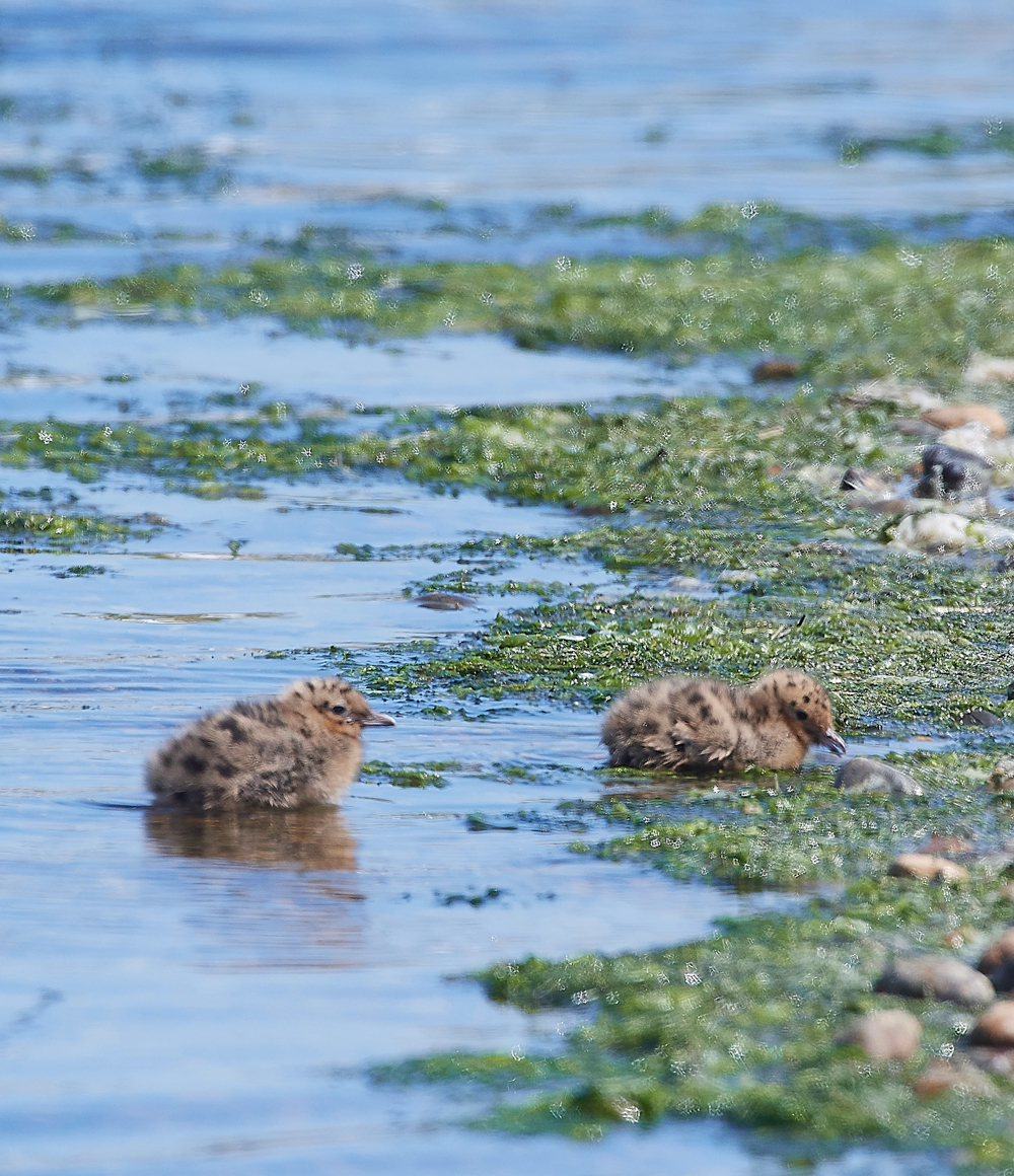 BlackHeadedGull190518-4