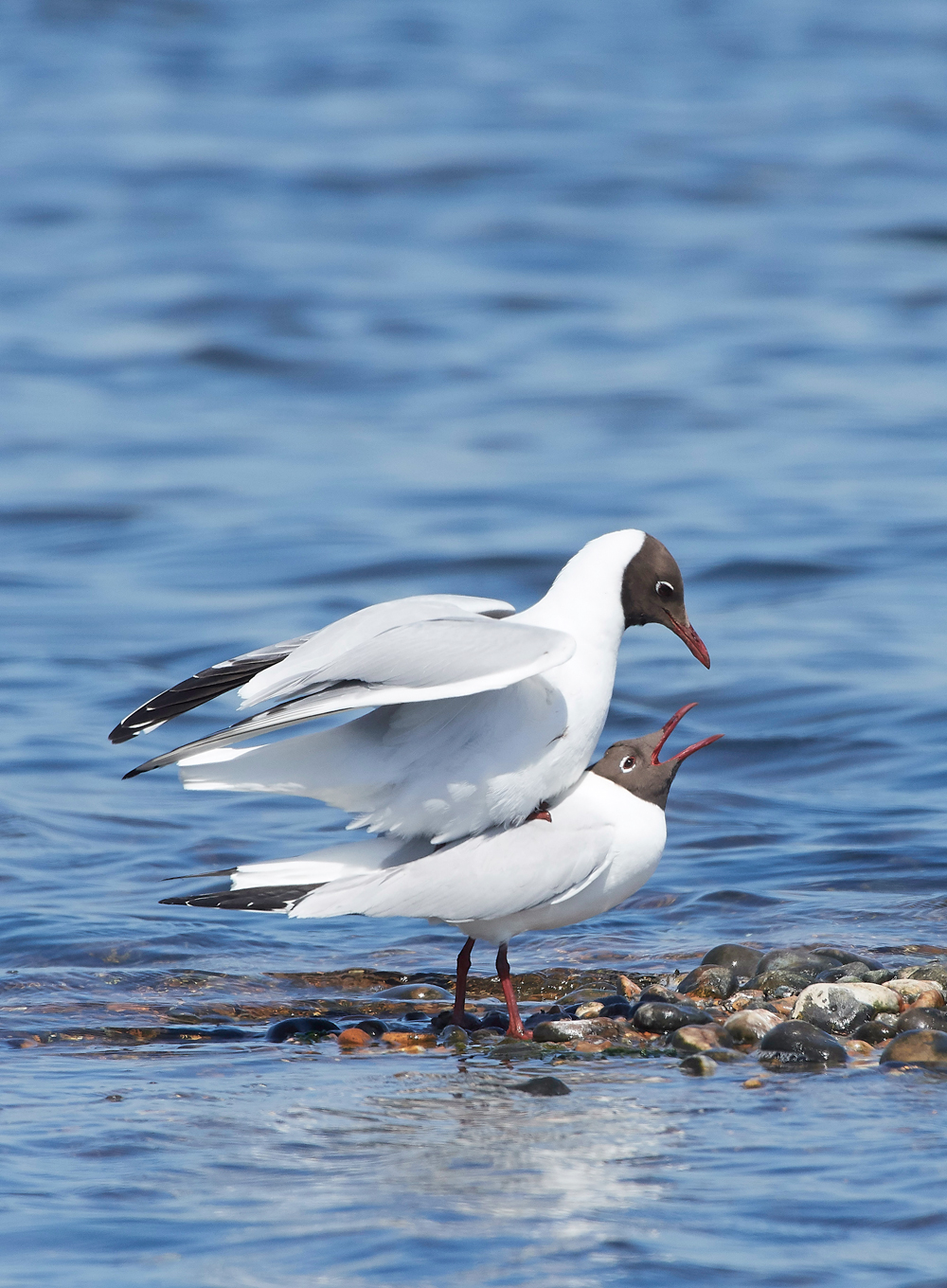BlackHeadedGull1905181-5