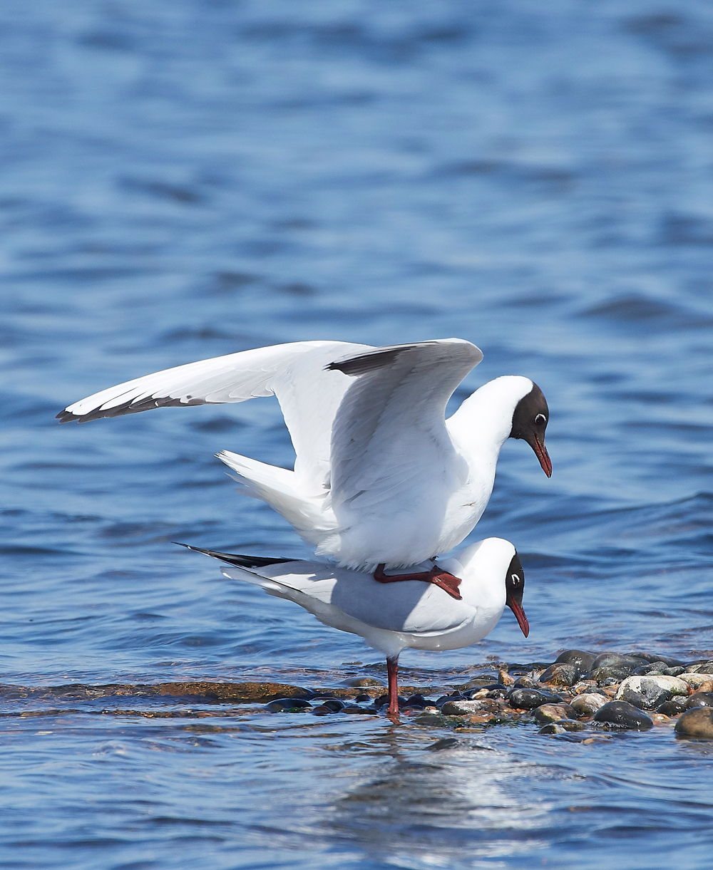 BlackHeadedGull1905181-6