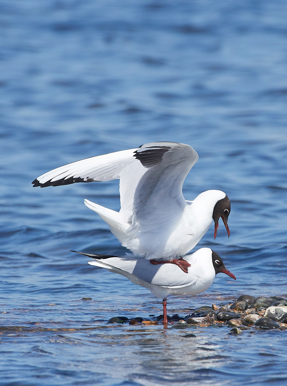 BlackHeadedGull1905181-7