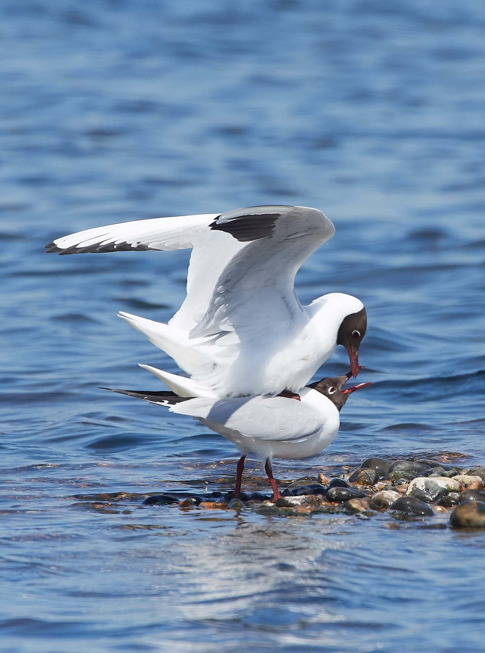 BlackHeadedGull1905181-9