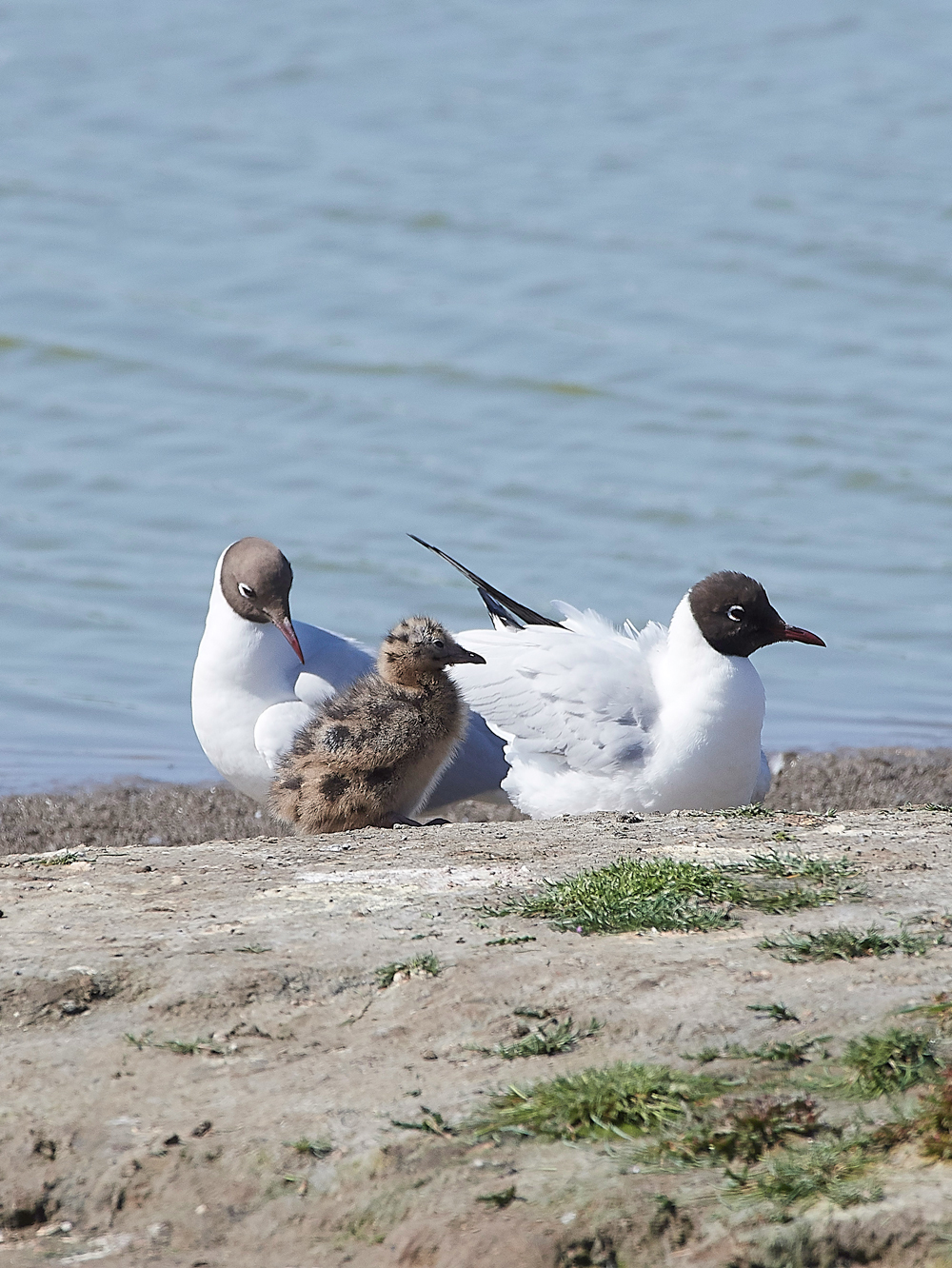 BlackHeadedGullLeightonMoss280518-1