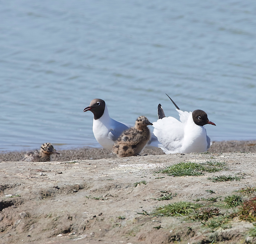 BlackHeadedGullLeightonMoss280518-2