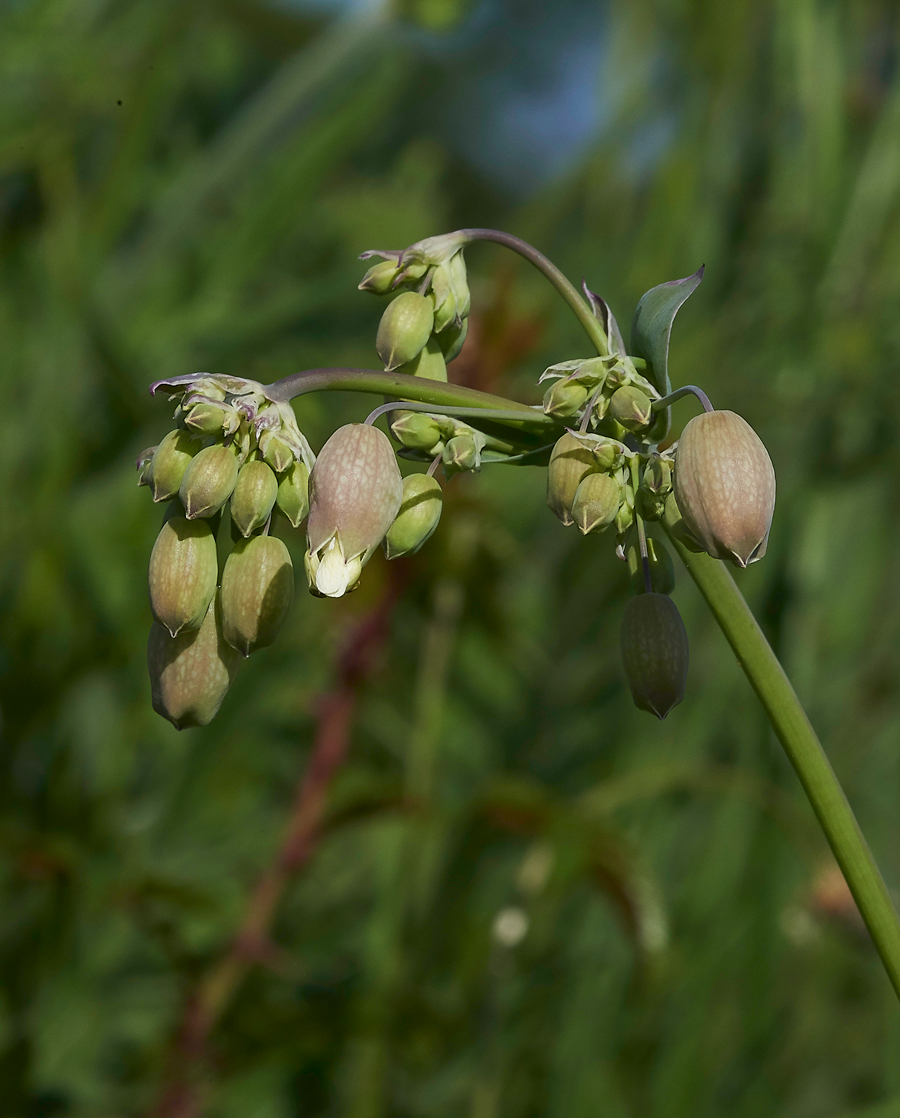 BladderCampion100718-1