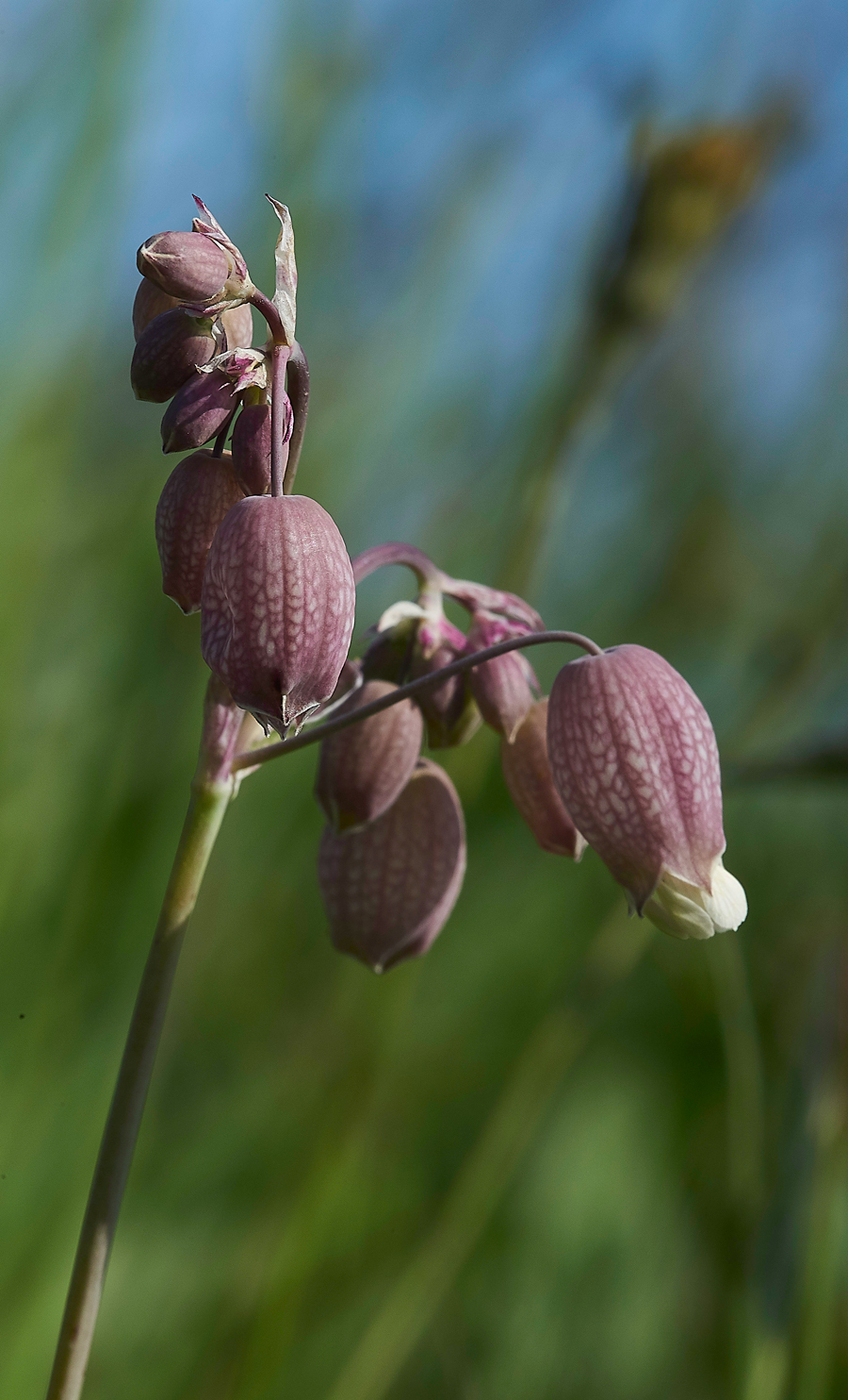 BladderCampion100718-2