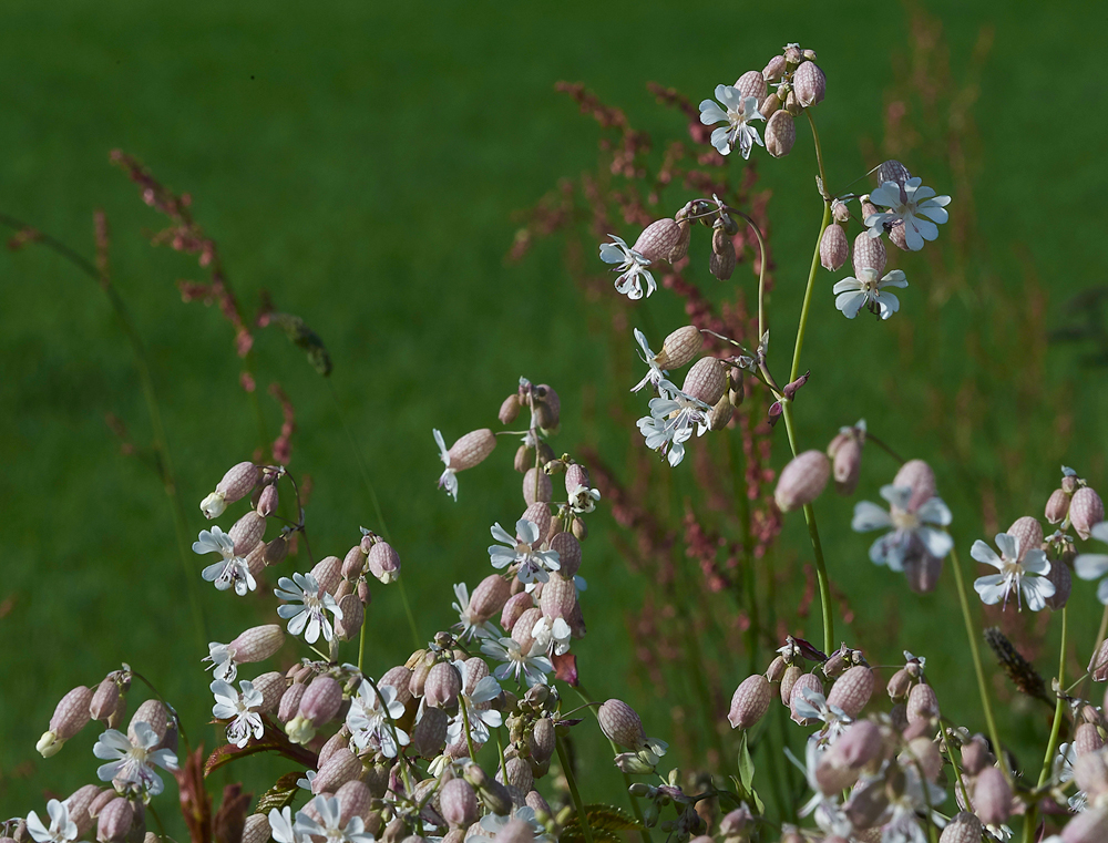 BladderCampion100718-3