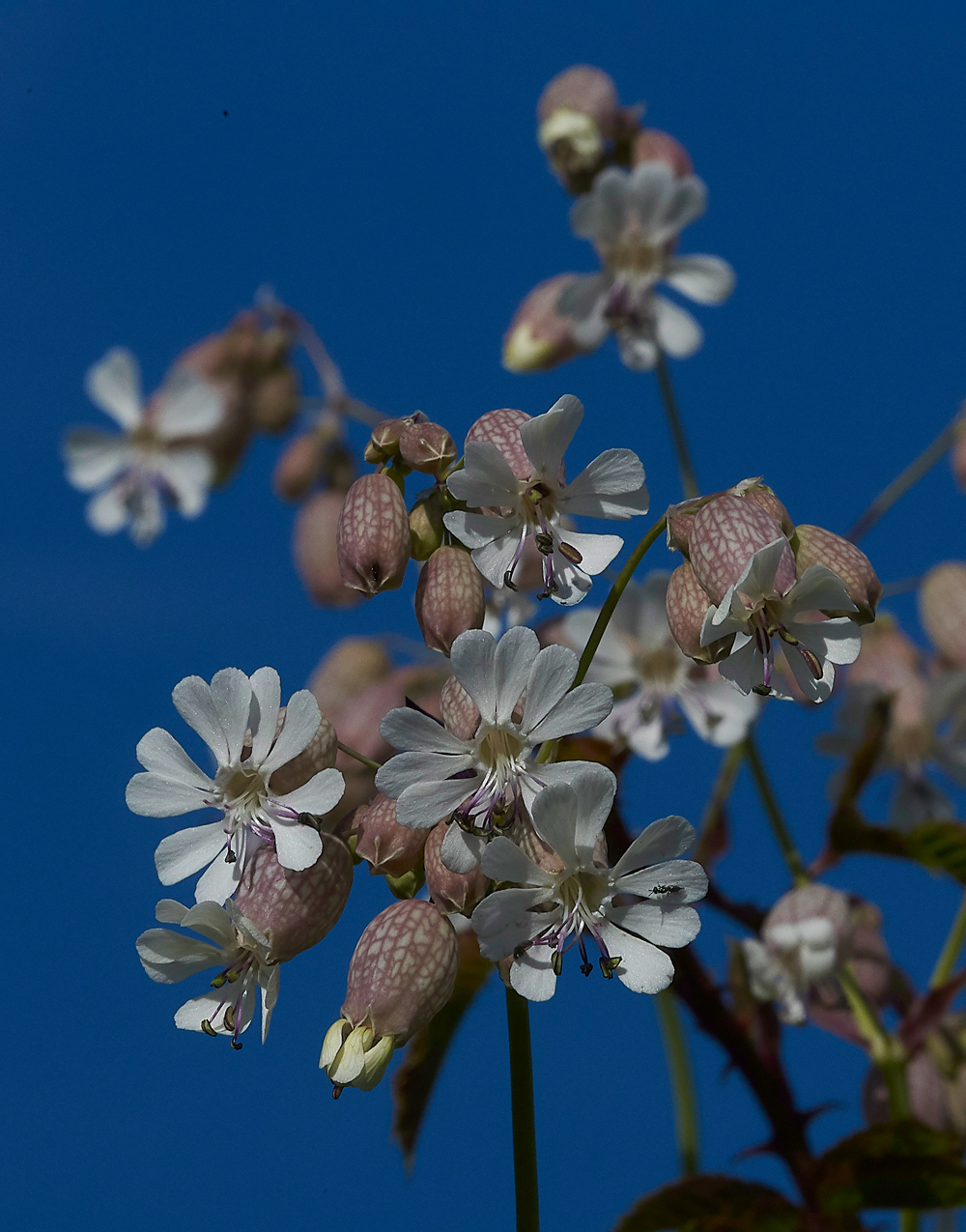 BladderCampion100718-4