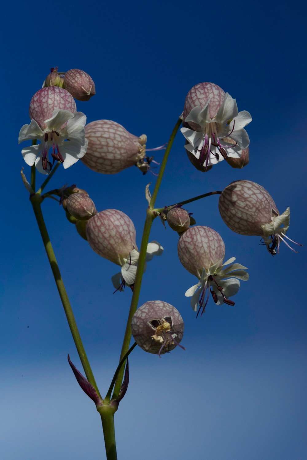 BladderCampion100718-5