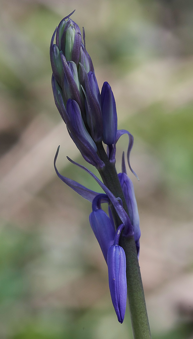 Bluebell010518-1