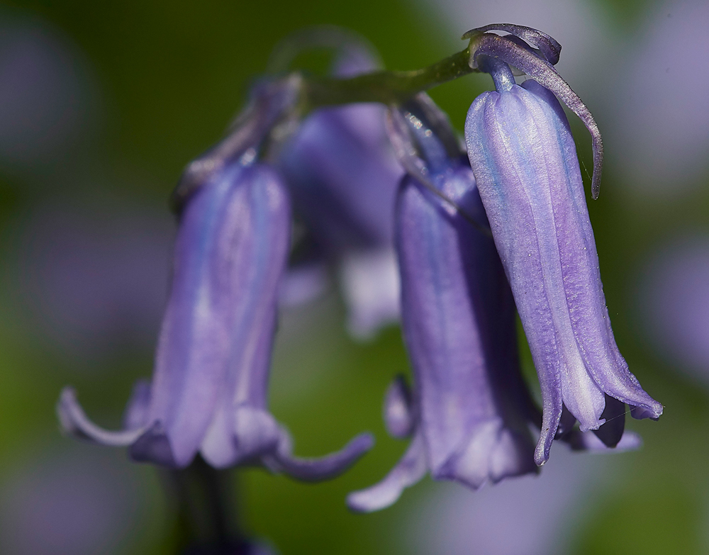 Bluebell050518-1