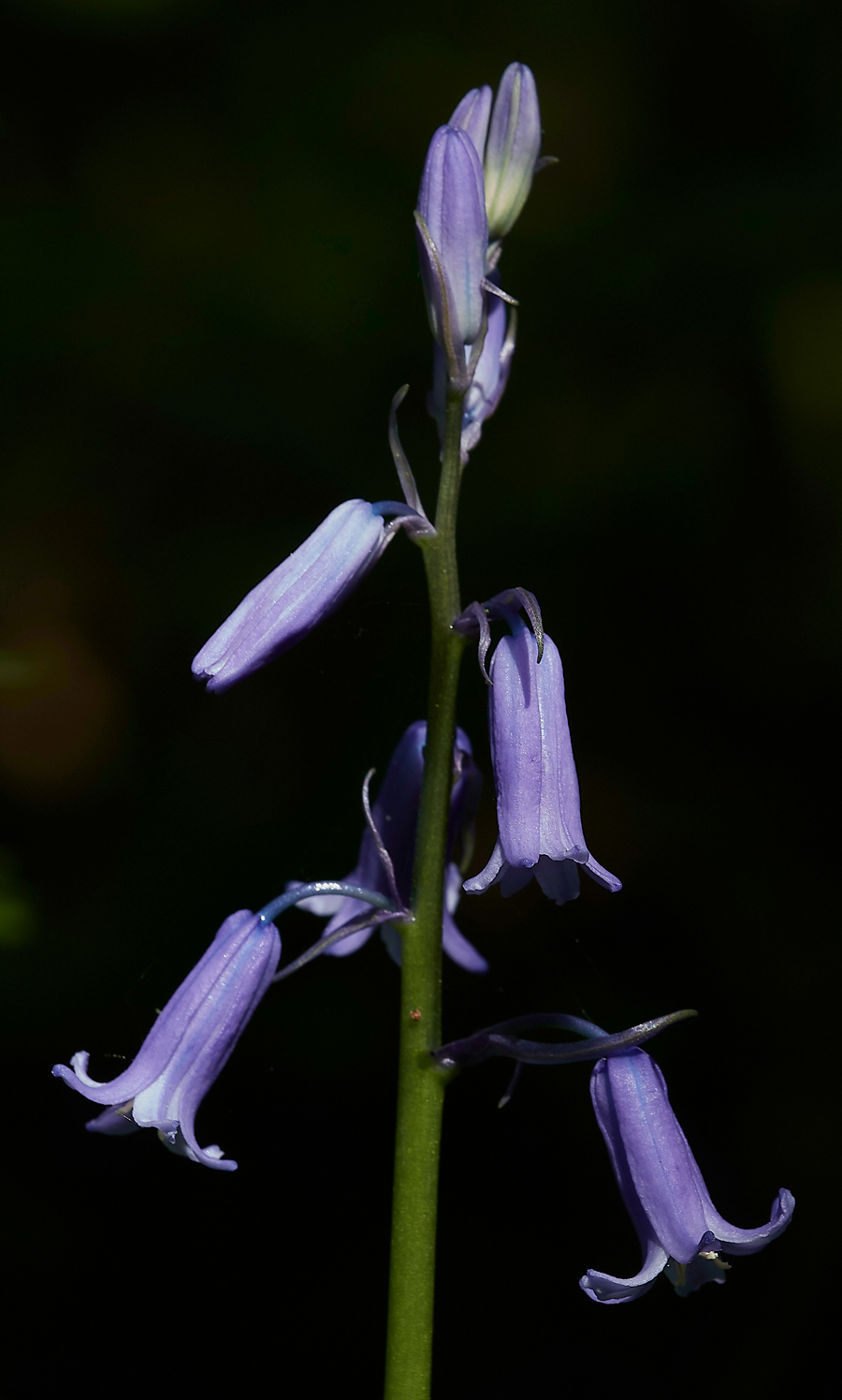 Bluebell050518-2