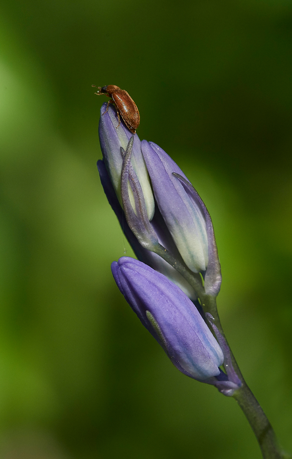 Bluebell050518-3