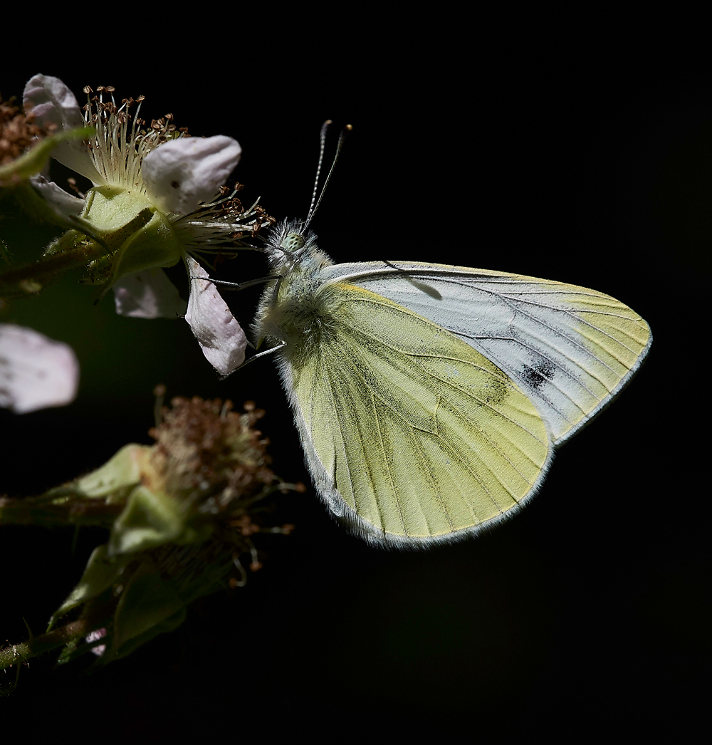 BradfiedlWoodsGreenVeinedWhite300618-1