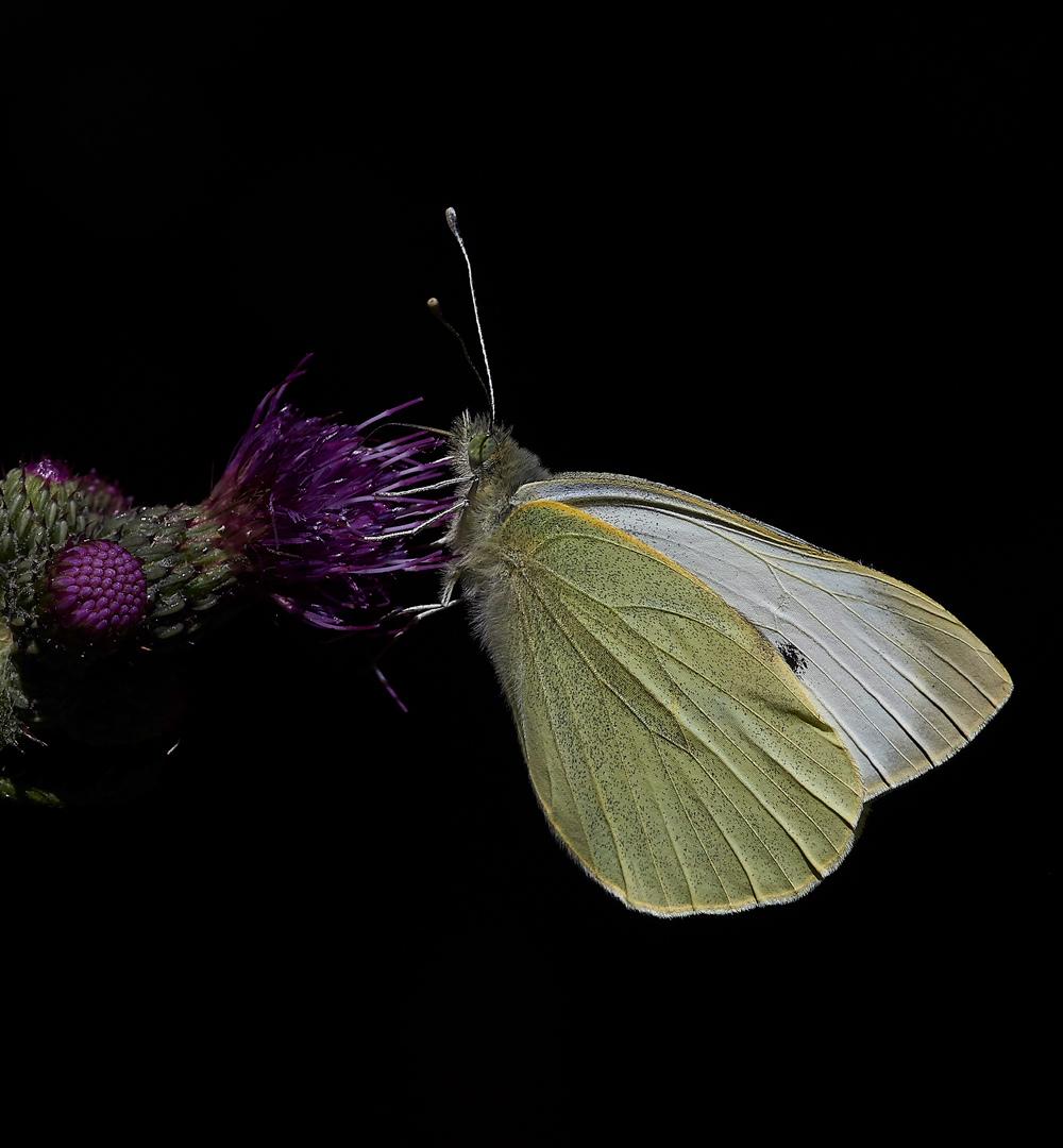 BradfiedlWoodsGreenVeinedWhite300618-2