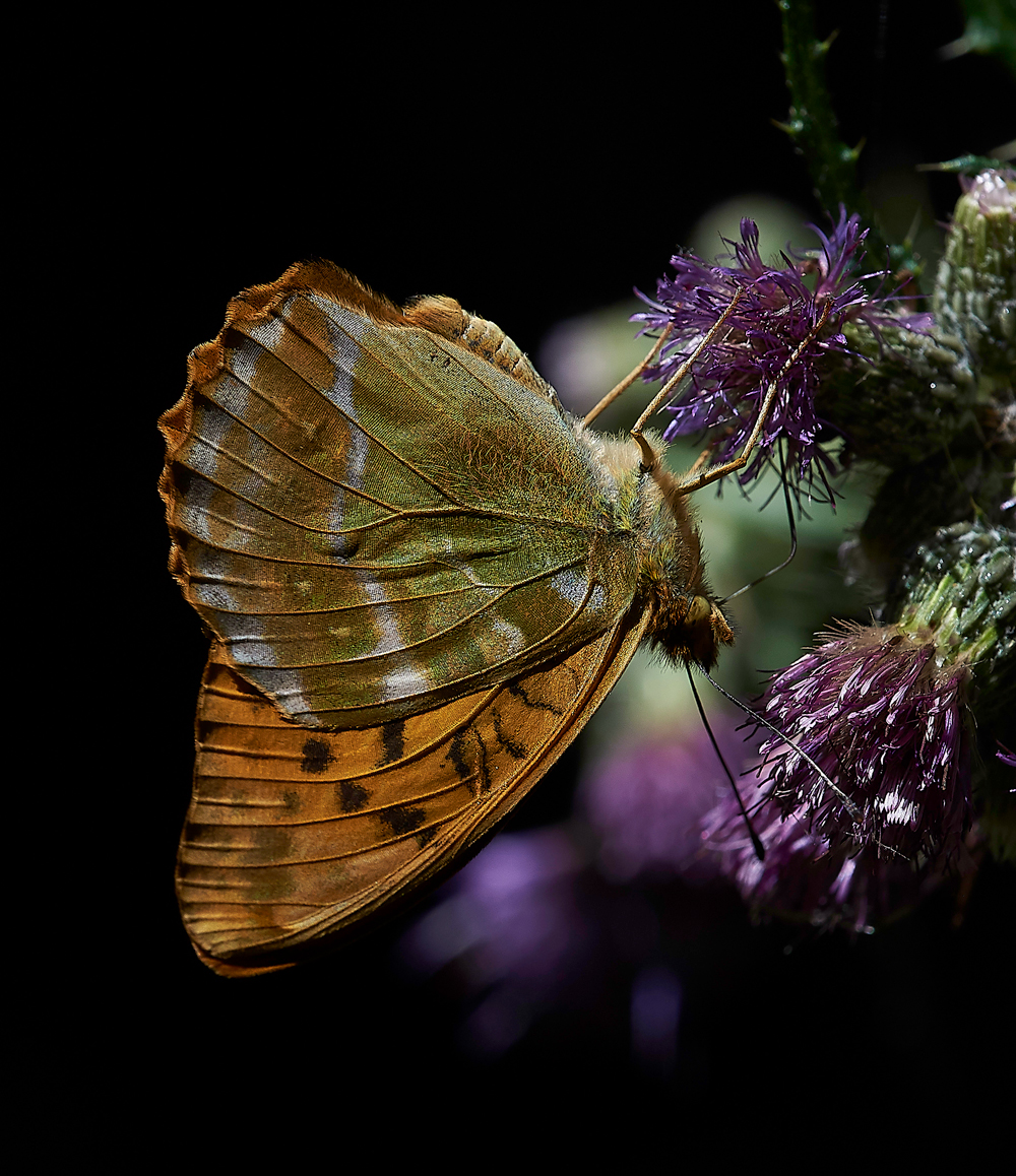 BradfiedlWoodsSilverWashedFritillary300618-1
