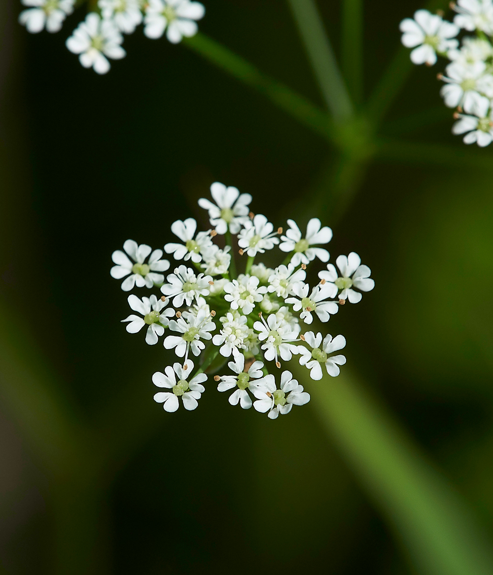 BurChervil070618-1