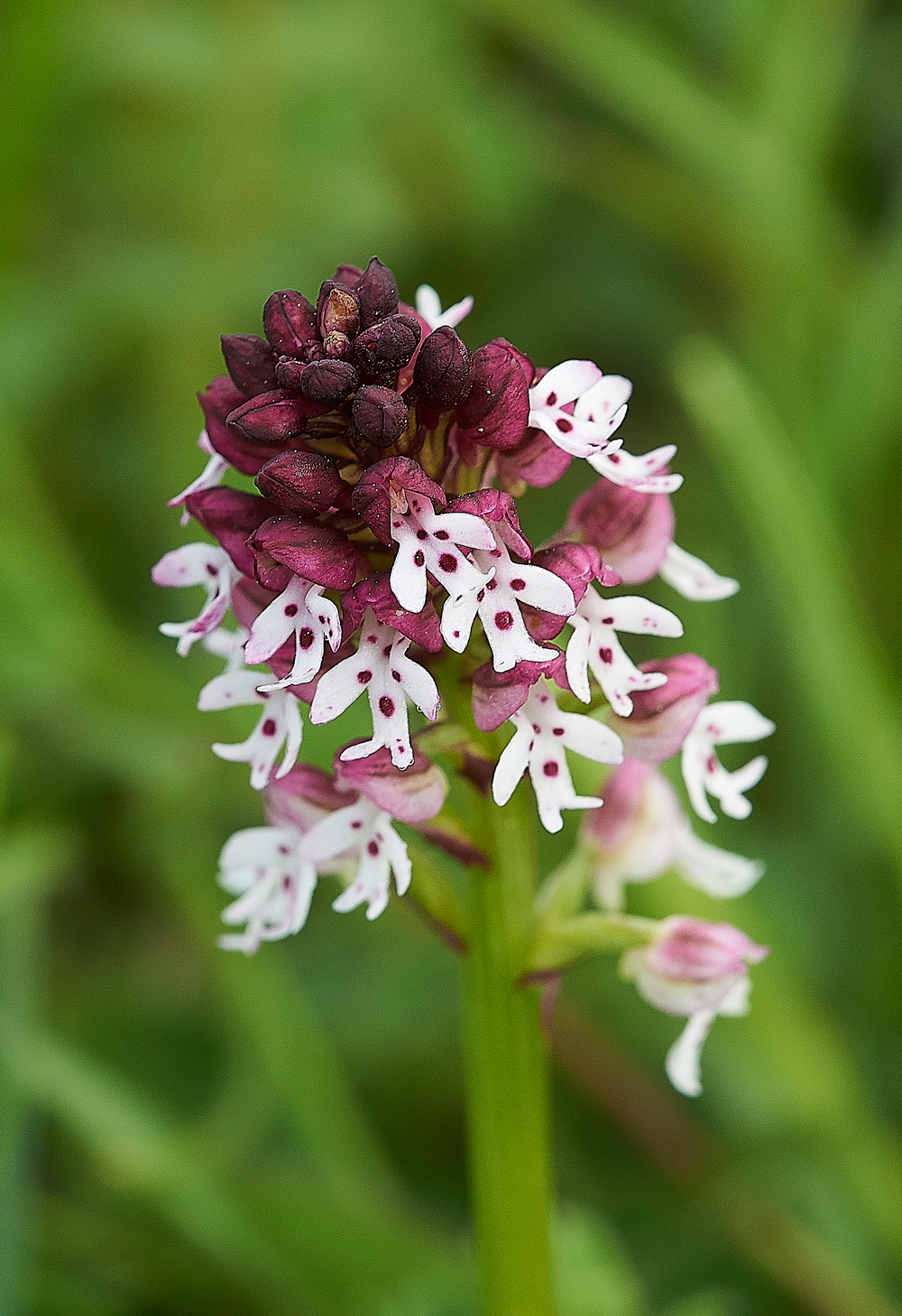 BurntTipOrchid190518-1