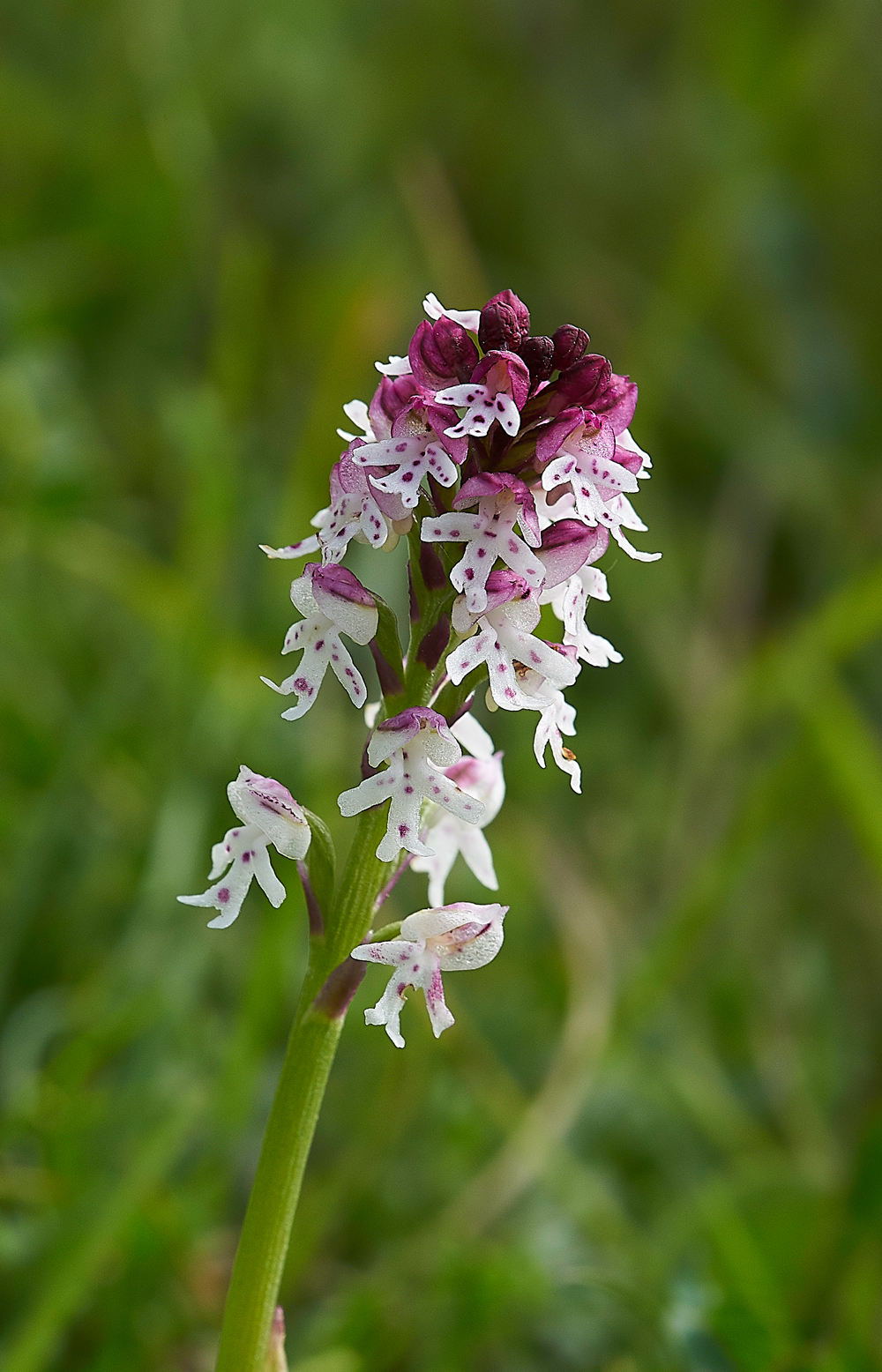 BurntTipOrchid190518-4