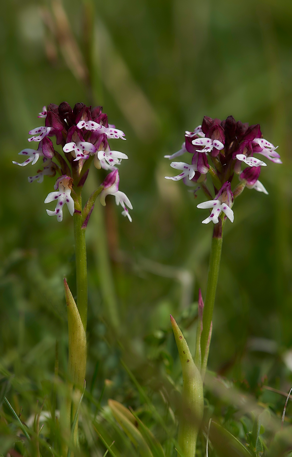 BurntTipOrchid190518-5