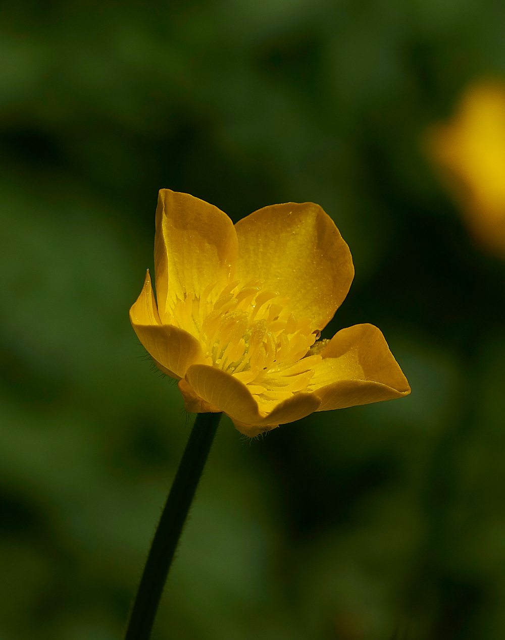 Buttercup170518-1