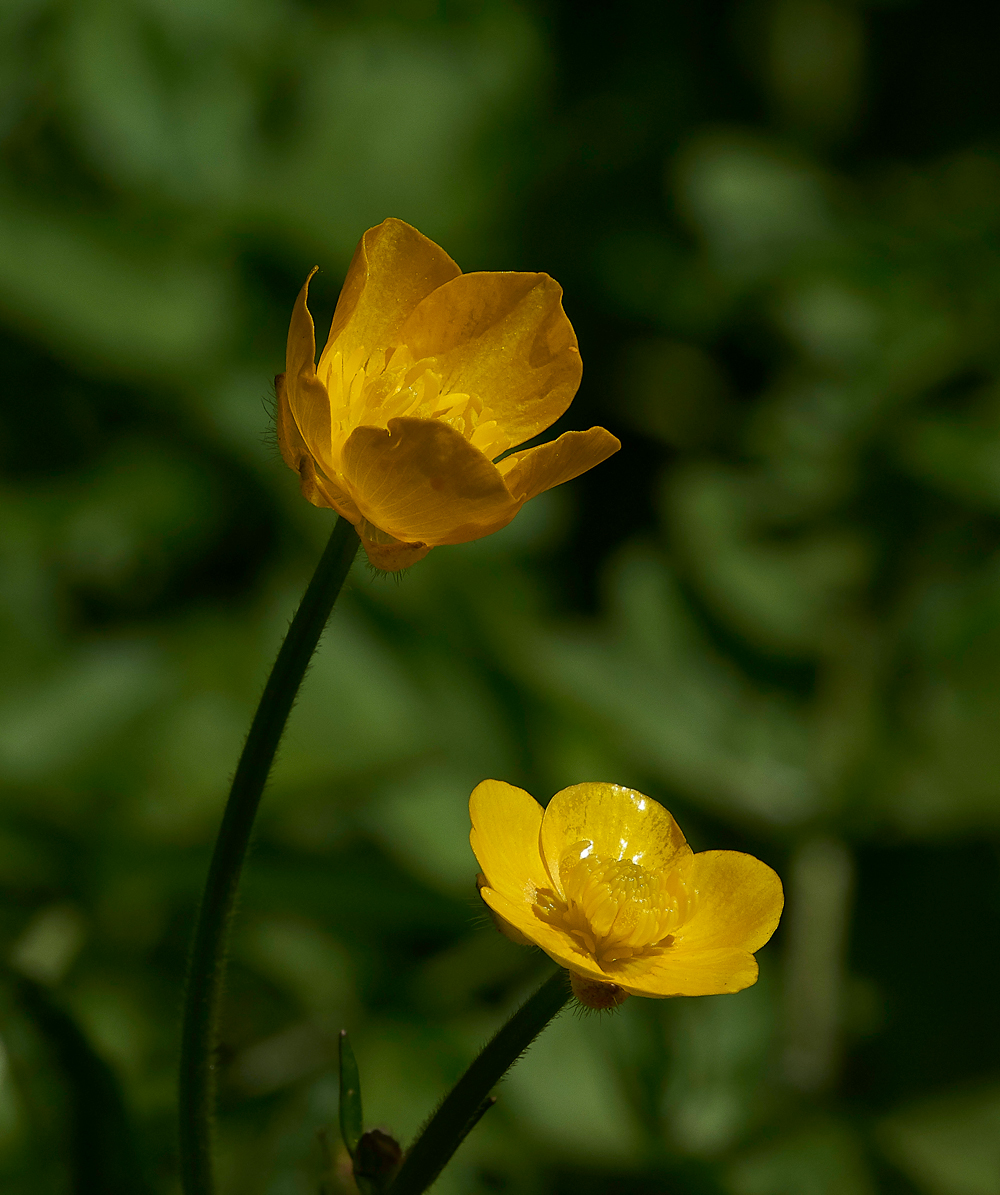 Buttercup170518-2