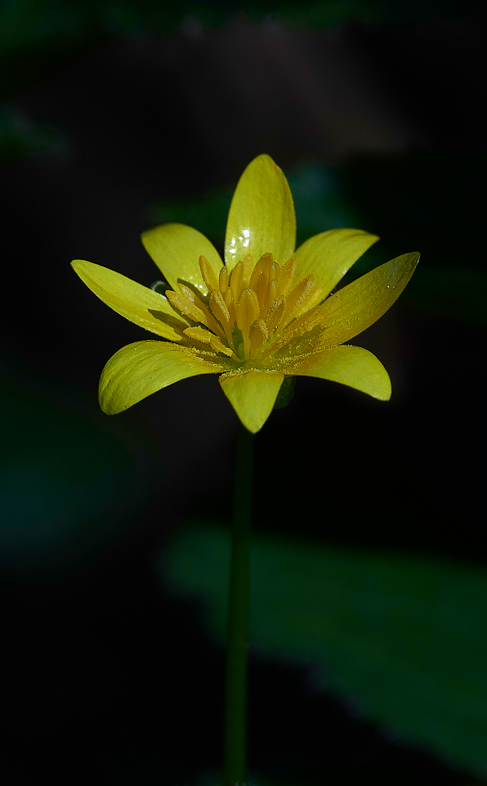 Celandine050518-1