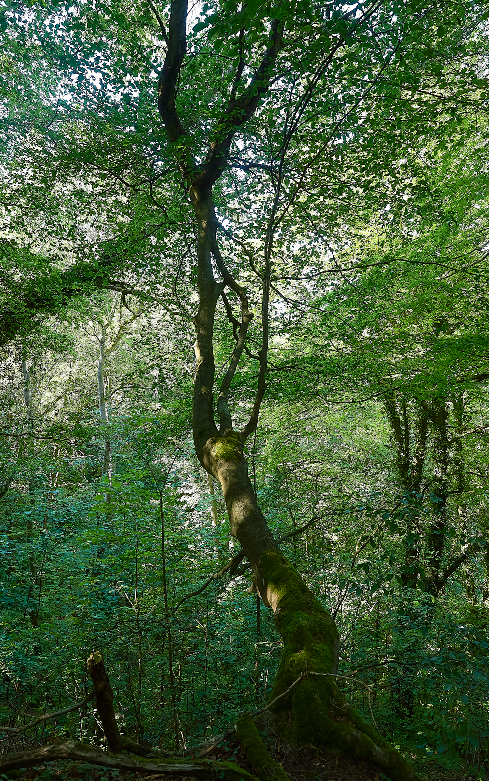 CharingBeechHangers260718-1