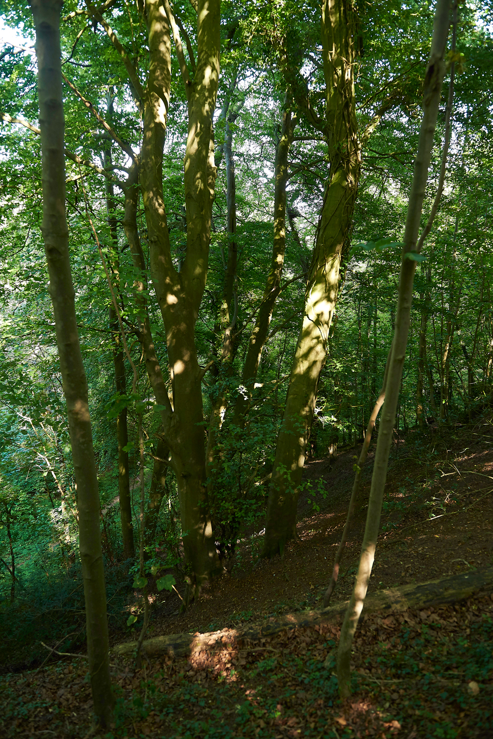 CharingBeechHangers260718-3