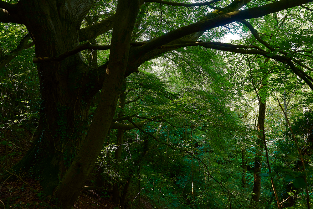 CharingBeechHangers260718-5