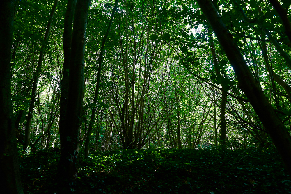 CharingBeechHangers260718-6