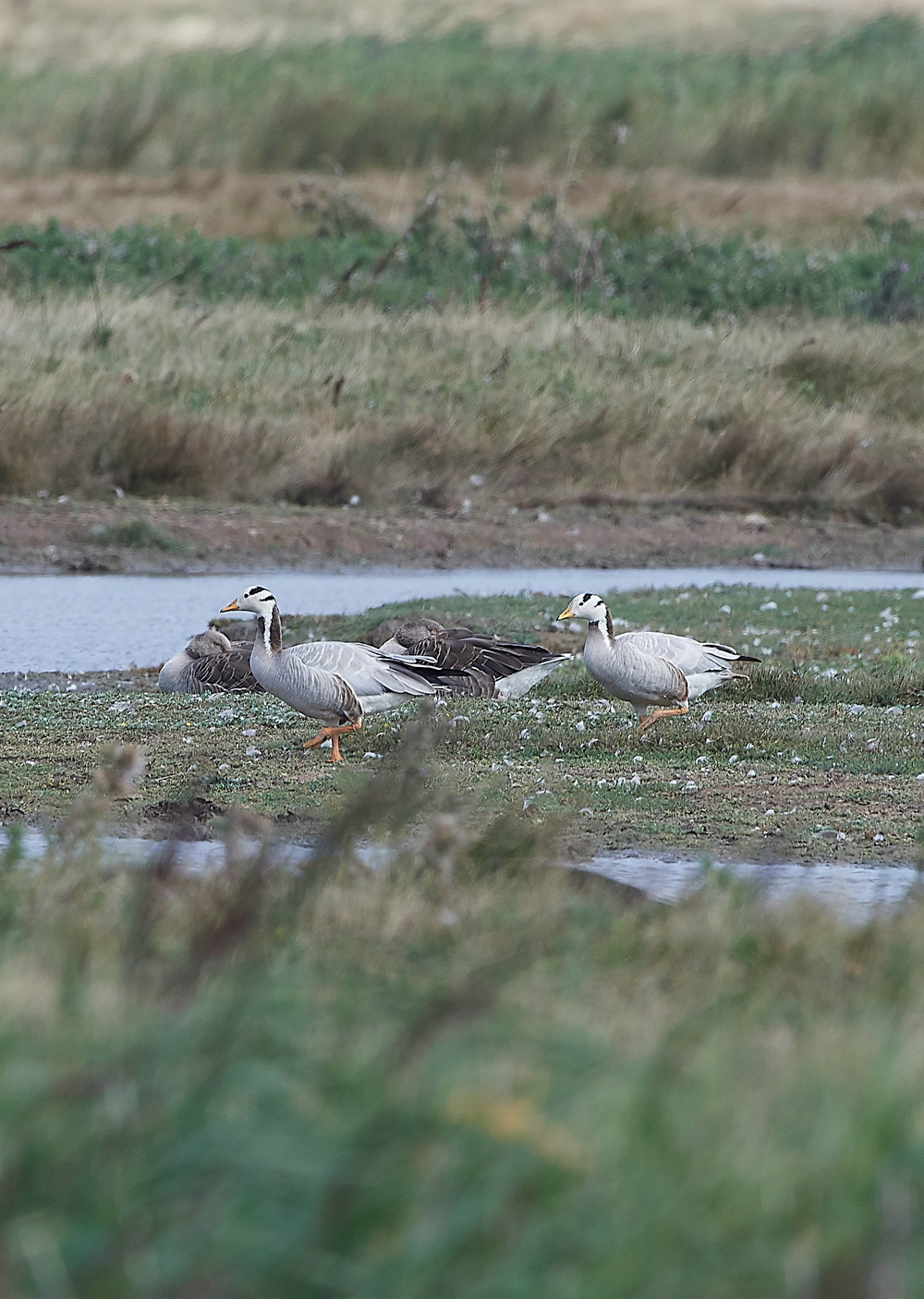 CleyBarHeadedGeese240818-1