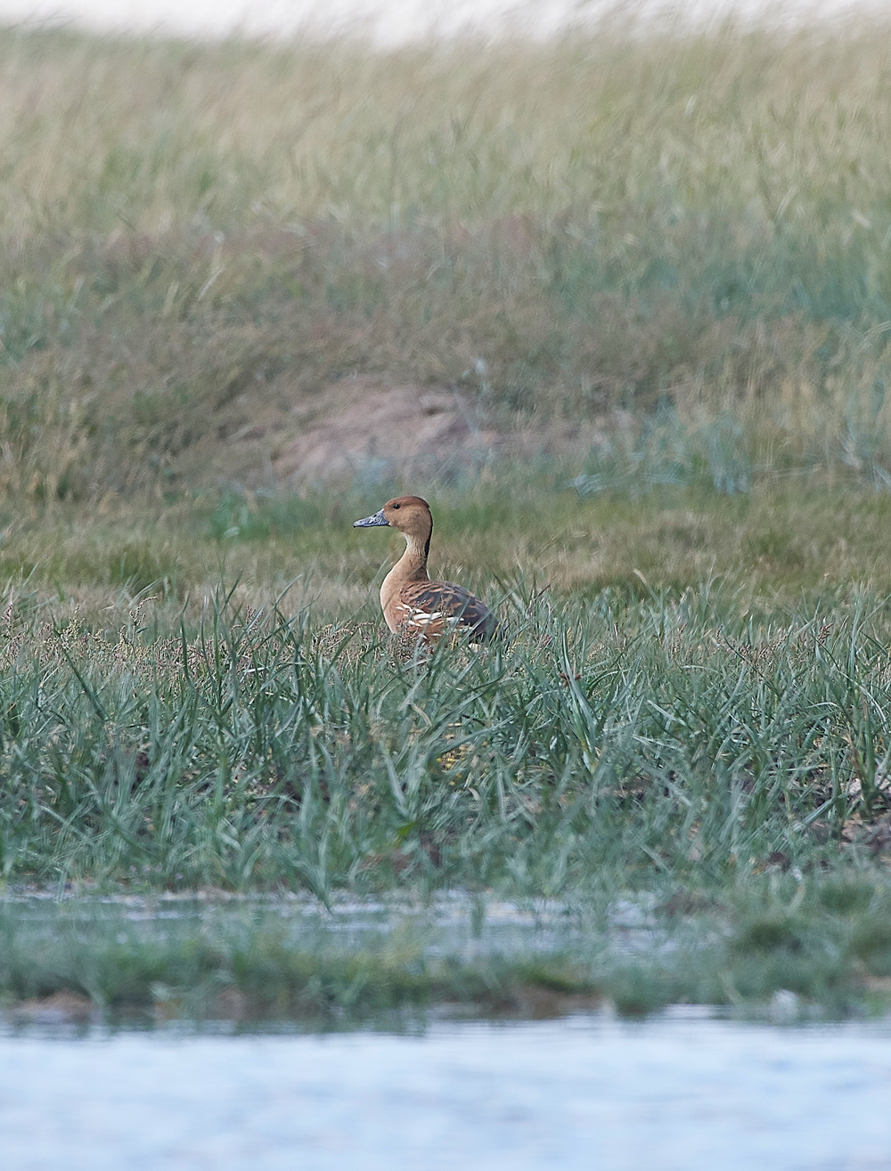 CleyBarHeadedGoose080818-1
