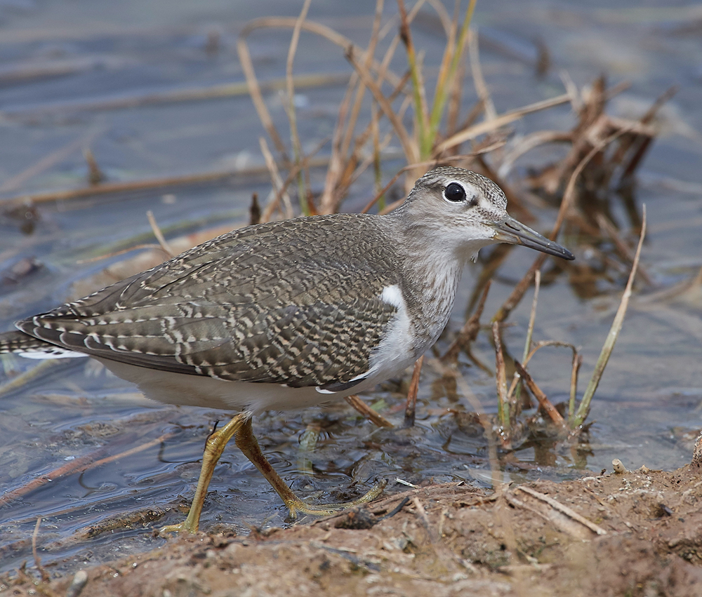 CleyCommonSandpiper080818-16