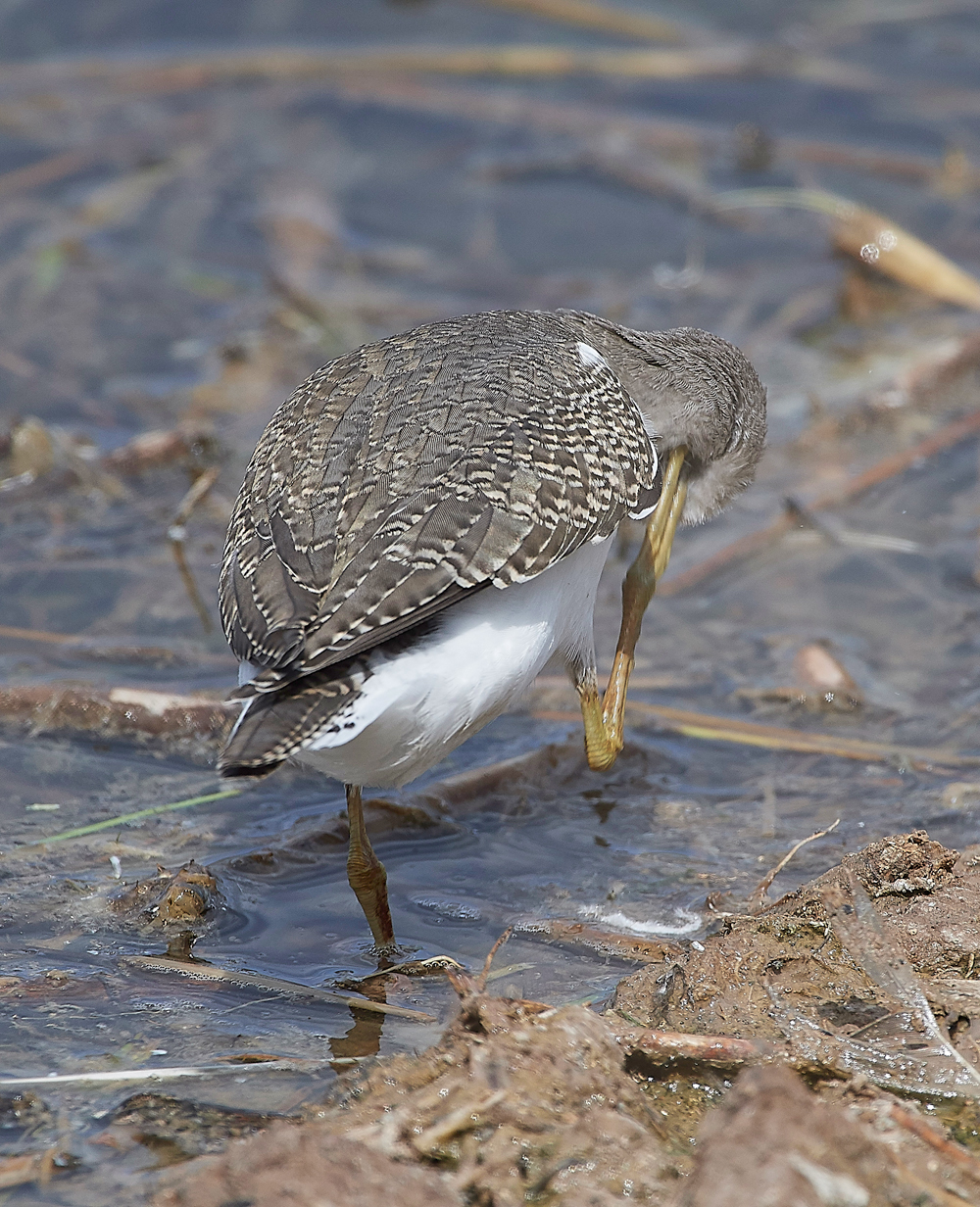 CleyCommonSandpiper080818-19
