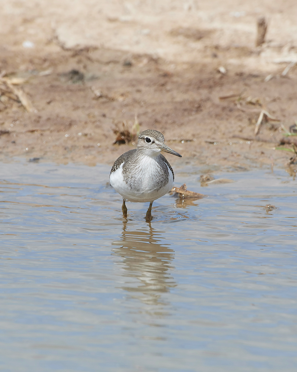 CleyCommonSandpiper080818-4