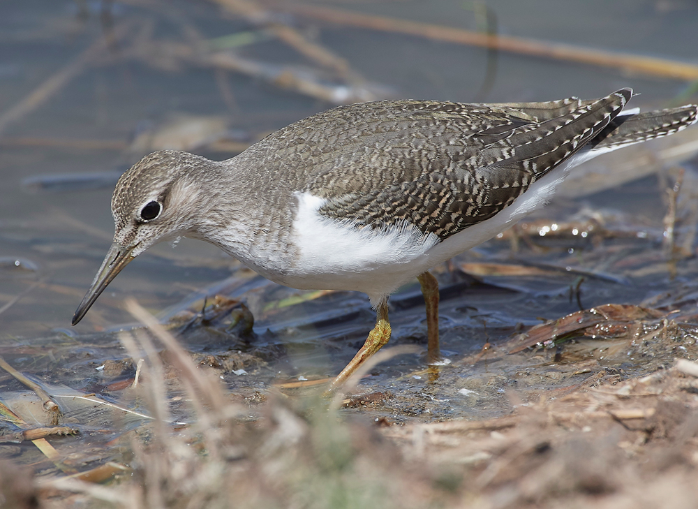 CleyCommonSandpiper080818-5