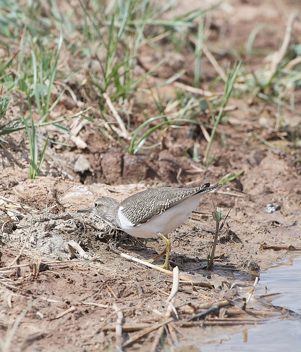 CleyCommonSandpiper080818-9