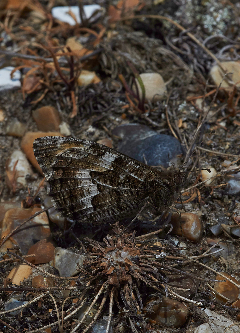 CleyGrayling050718-1