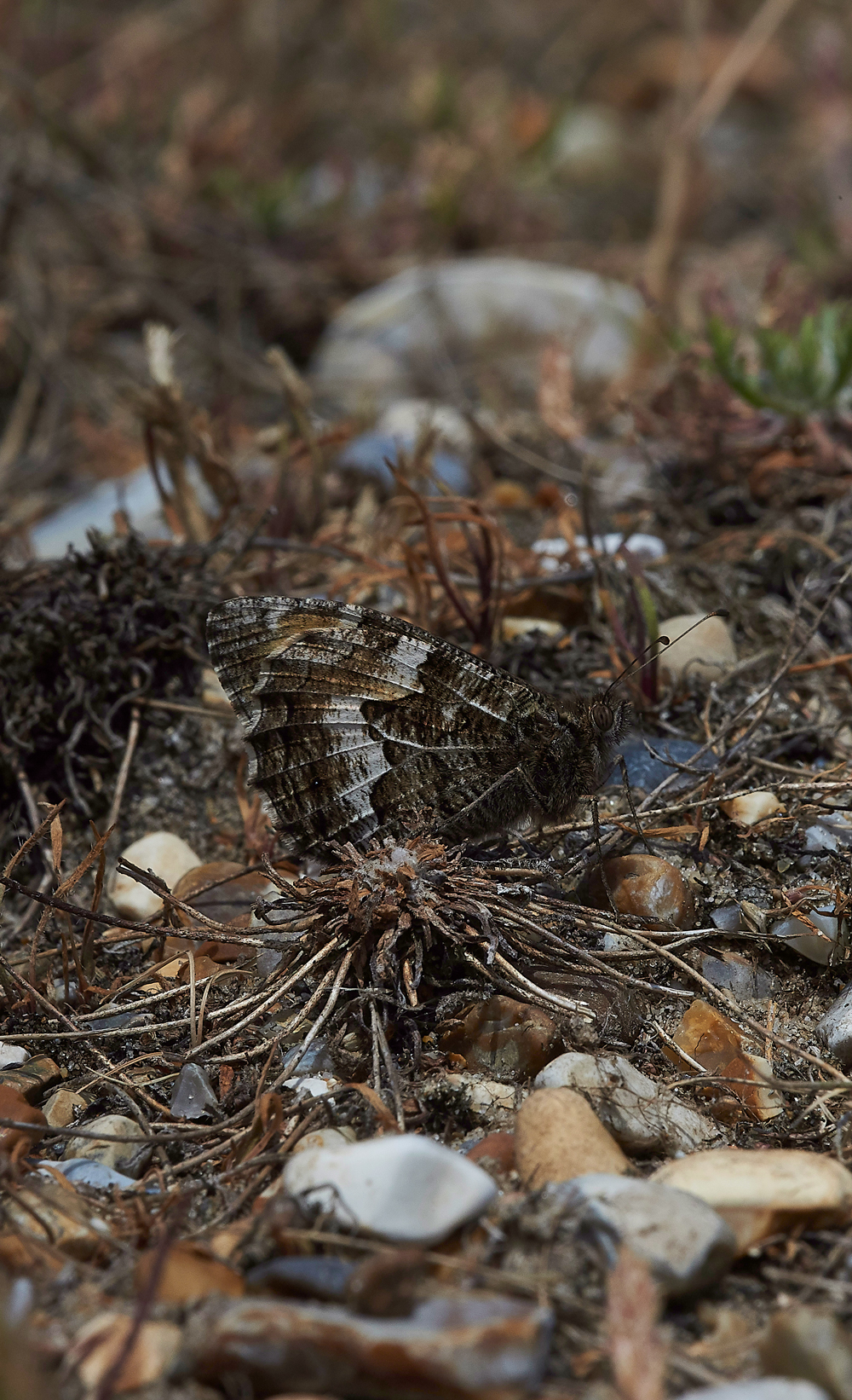 CleyGrayling050718-2