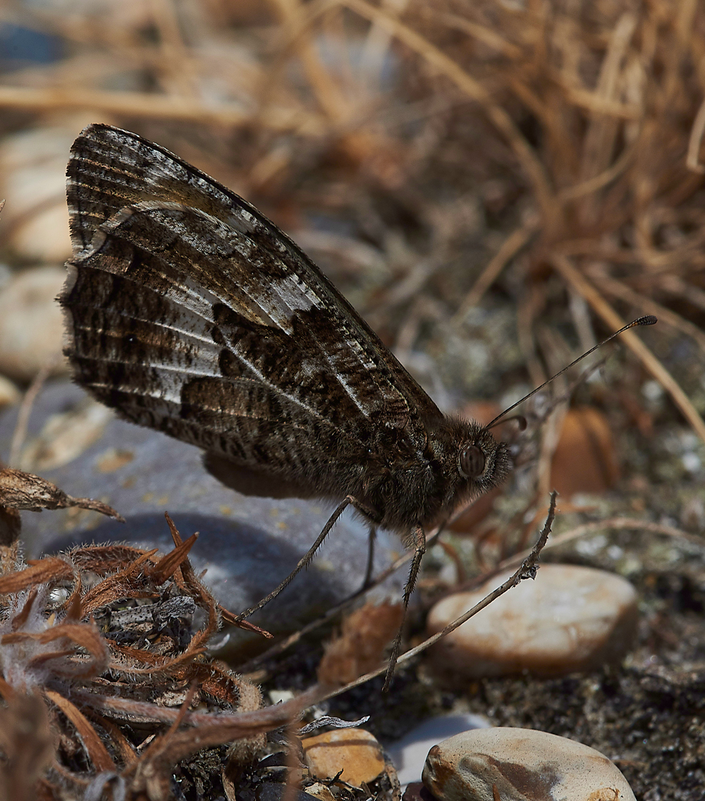 CleyGrayling050718-3