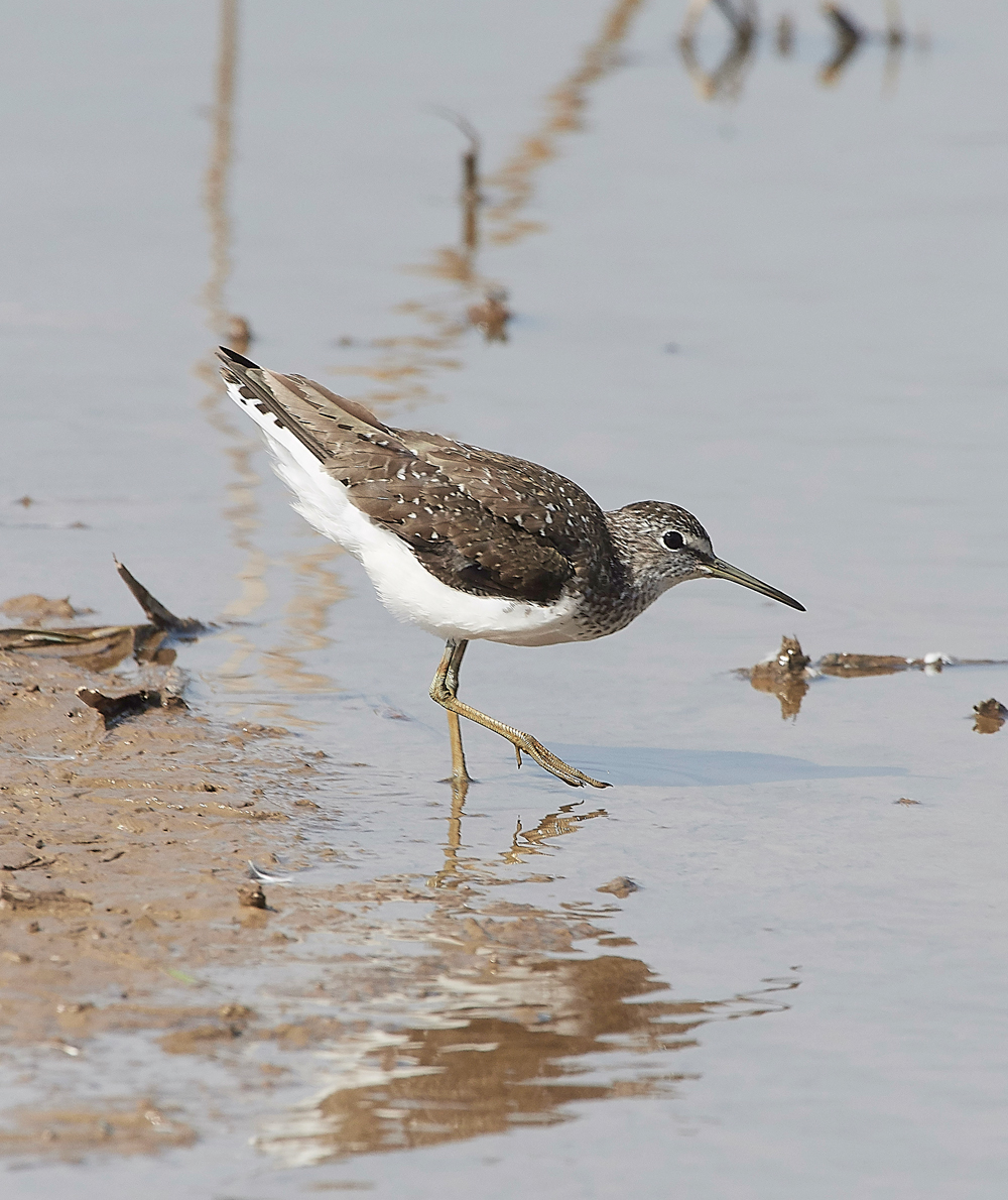 CleyGreenSandpiper060818-1