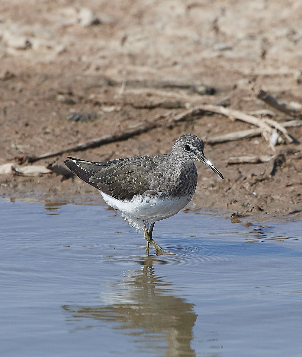 CleyGreenSandpiper060818-10