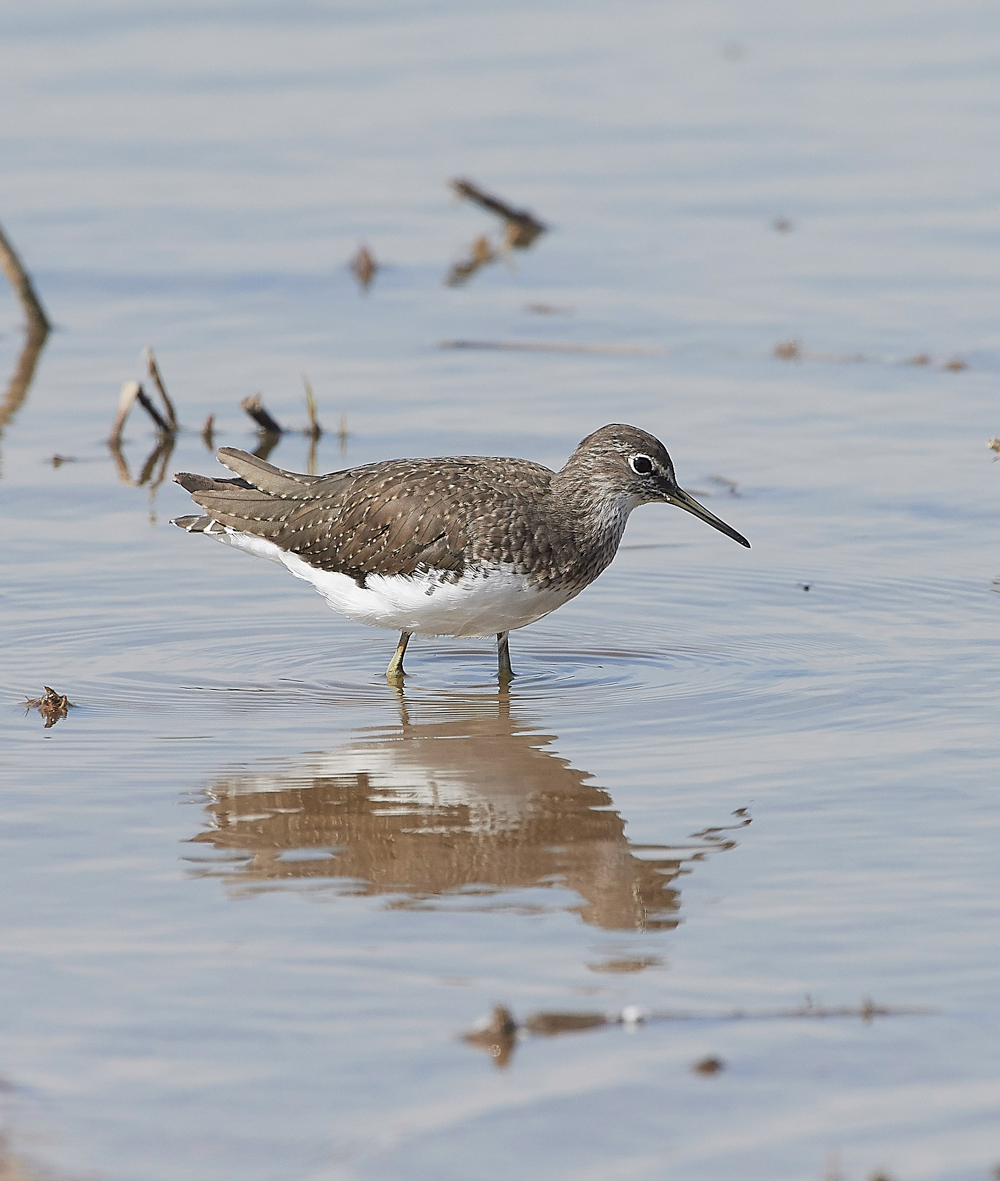 CleyGreenSandpiper060818-11