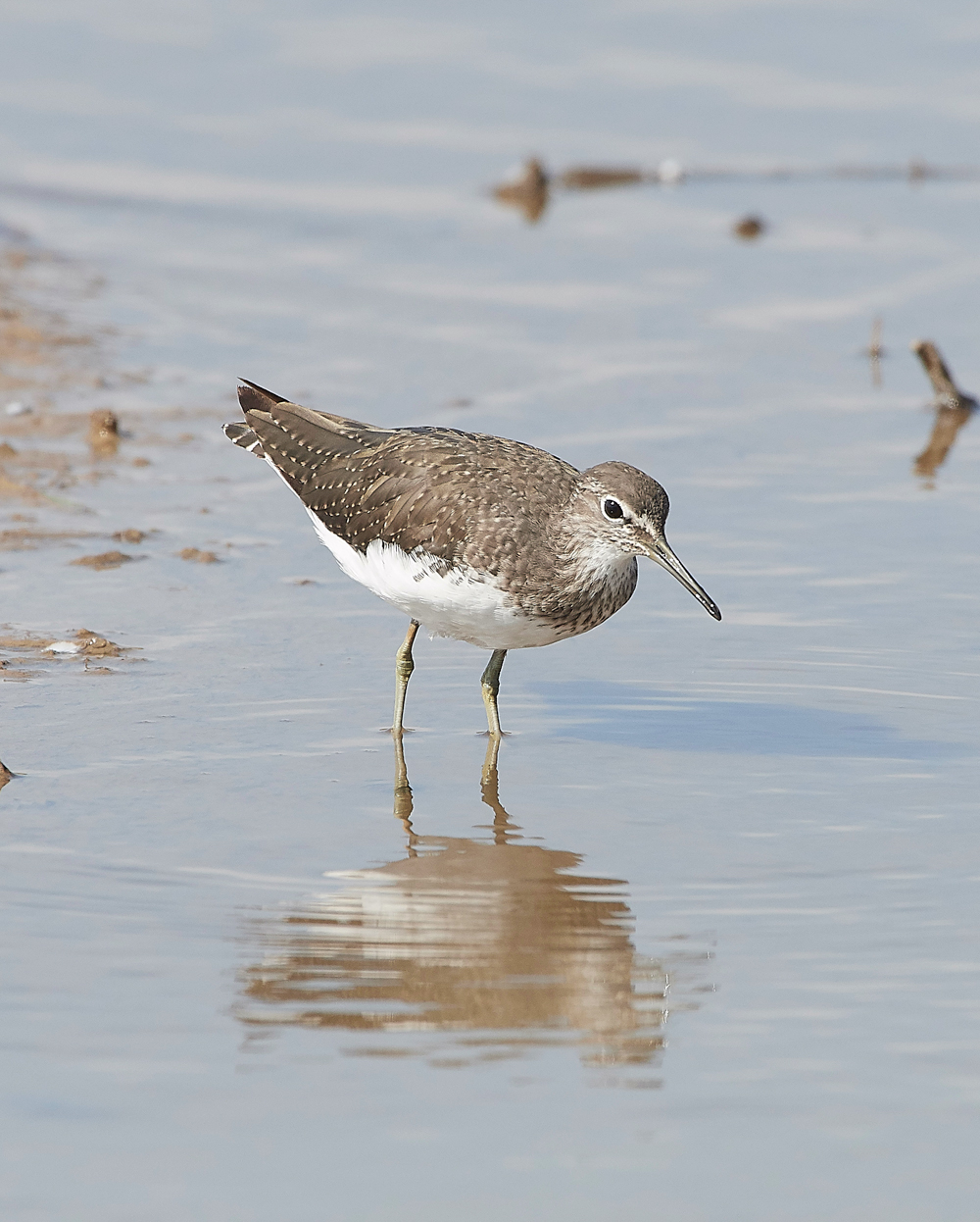 CleyGreenSandpiper060818-12
